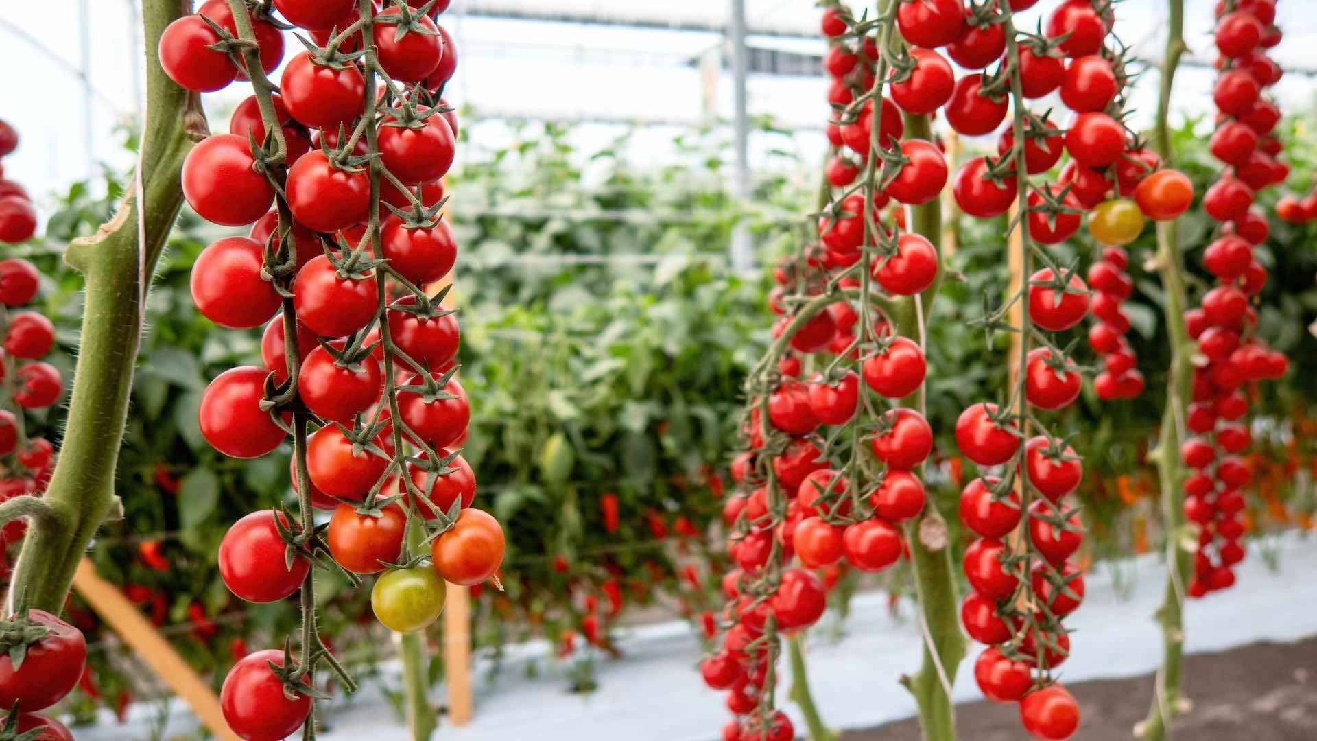 UAE’s bold move into sustainable agriculture with advanced greenhouse
