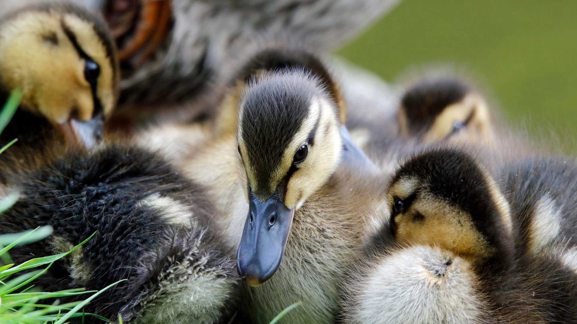 64 million ducks in France to get vaccinated to shield national delicacy