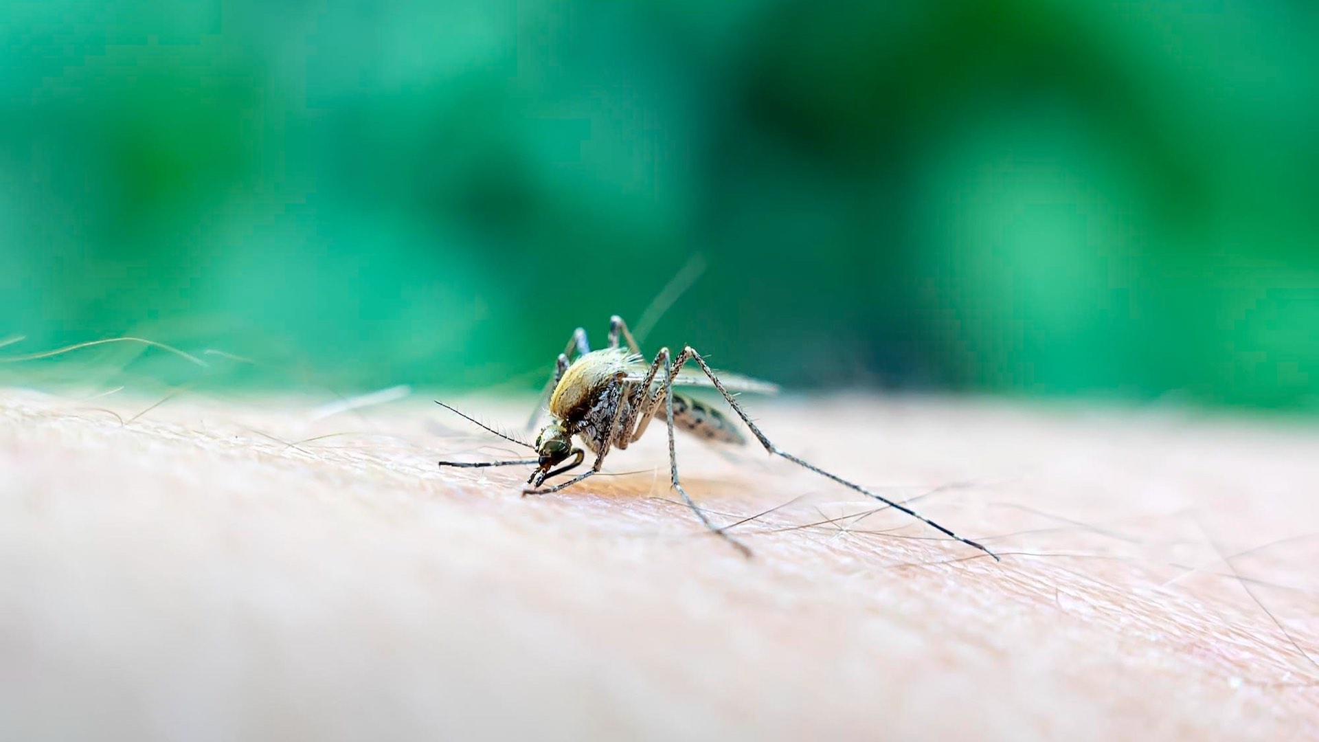 Warming climates push dengue to Europe and US shores